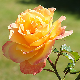 位圖 植物攝影 寫實(shí)花卉 花朵 數(shù)碼照片 免費(fèi)素材