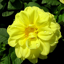 位圖 植物攝影 寫(xiě)實(shí)花卉 花朵 數(shù)碼照片 免費(fèi)素材