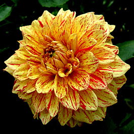 位圖 植物攝影 寫實(shí)花卉 花朵 數(shù)碼照片 免費(fèi)素材