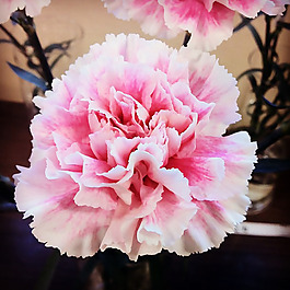 位圖 植物攝影 寫實(shí)花卉 花朵 牡丹 免費(fèi)素材