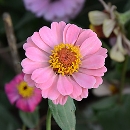 位圖 植物攝影 寫實花卉 花朵 數(shù)碼照片 免費素材
