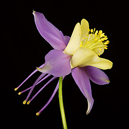 位圖 植物攝影 寫實(shí)花卉 花朵 數(shù)碼照片 免費(fèi)素材
