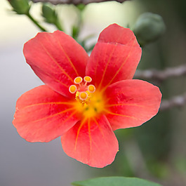 位圖 植物攝影 寫實花卉 花朵 數(shù)碼照片 免費素材