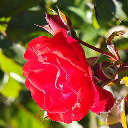 位圖 植物攝影 寫實(shí)花卉 花朵 數(shù)碼照片 免費(fèi)素材