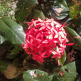 位圖 植物攝影 寫實花卉 花朵 數(shù)碼照片 免費素材