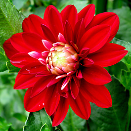位圖 植物攝影 寫(xiě)實(shí)花卉 花朵 數(shù)碼照片 免費(fèi)素材