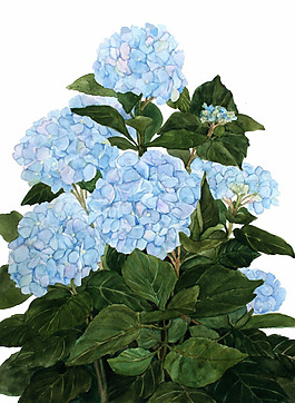 位圖 植物 寫意花卉 花朵 繡球 免費(fèi)素材