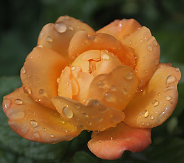 位圖 植物攝影 寫(xiě)實(shí)花卉 花朵 玫瑰 免費(fèi)素材