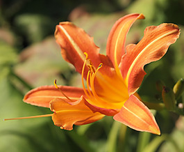 位圖 植物攝影 寫實(shí)花卉 花朵 百合 免費(fèi)素材