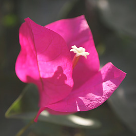 位圖 植物攝影 寫實(shí)花卉 花朵 數(shù)碼照片 免費(fèi)素材