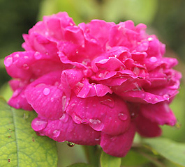 位圖 植物攝影 寫實花卉 花朵 數(shù)碼照片 免費素材