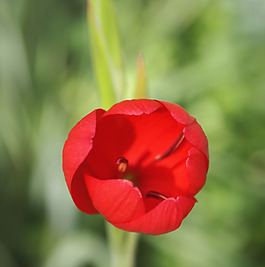 位圖 植物攝影 寫實(shí)花卉 花朵 郁金香 免費(fèi)素材