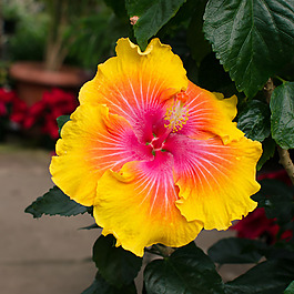 位圖 植物攝影 寫實(shí)花卉 花朵 數(shù)碼照片 免費(fèi)素材