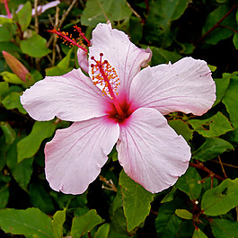 位圖 植物攝影 寫實(shí)花卉 花朵 數(shù)碼照片 免費(fèi)素材