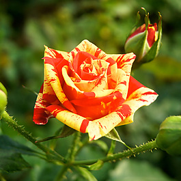 位圖 植物攝影 寫實(shí)花卉 花朵 數(shù)碼照片 免費(fèi)素材