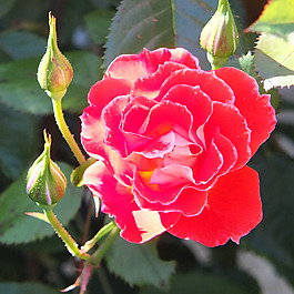 位圖 植物攝影 寫(xiě)實(shí)花卉 花朵 數(shù)碼照片 免費(fèi)素材
