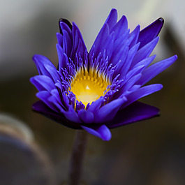 位圖 植物攝影 寫實(shí)花卉 花朵 數(shù)碼照片 免費(fèi)素材