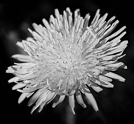 位圖 植物攝影 寫(xiě)實(shí)花卉 花朵 菊花 免費(fèi)素材