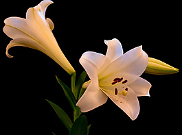 位圖 植物攝影 寫實(shí)花卉 花朵 百合 免費(fèi)素材