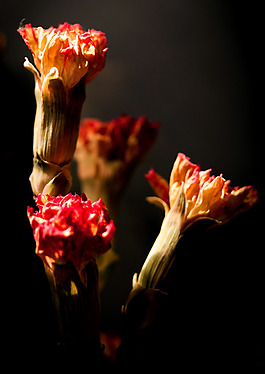 位圖 植物攝影 寫實(shí)花卉 花朵 康乃馨 免費(fèi)素材