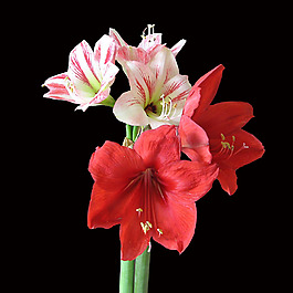 位圖 植物攝影 寫(xiě)實(shí)花卉 花朵 百合 免費(fèi)素材