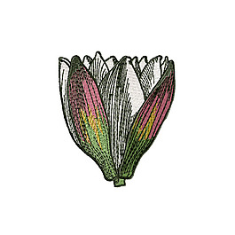 繡花 中國(guó)風(fēng) 植物 花朵 荷花 免費(fèi)素材