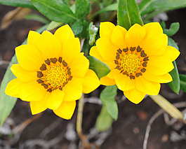 位圖 植物攝影 寫實花卉 花朵 數(shù)碼照片 免費素材
