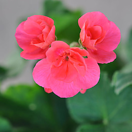 位圖 植物攝影 寫實花卉 花朵 數(shù)碼照片 免費素材