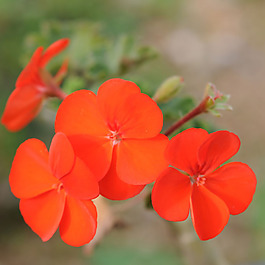 位圖 植物攝影 寫實花卉 花朵 數(shù)碼照片 免費素材