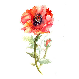 位圖 植物 寫意花卉 花朵 免費(fèi)素材