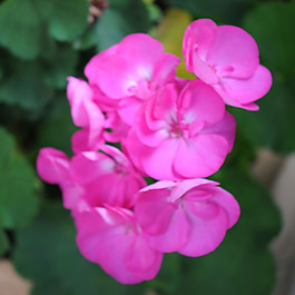 位圖 植物攝影 寫實(shí)花卉 花朵 數(shù)碼照片 免費(fèi)素材