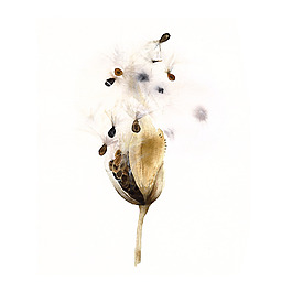 位圖 插畫(huà) 植物插畫(huà) 插畫(huà)師 Amber 免費(fèi)素材