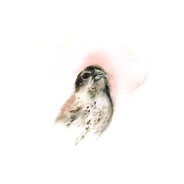 位圖 插畫(huà) 動(dòng)物插畫(huà) 插畫(huà)師 Amber 免費(fèi)素材