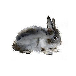 位圖 插畫(huà) 動(dòng)物插畫(huà) 插畫(huà)師 Amber 免費(fèi)素材