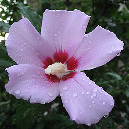 位圖 植物攝影 寫實(shí)花卉 花朵 數(shù)碼照片 免費(fèi)素材