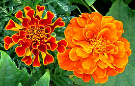 位圖 植物攝影 寫實(shí)花卉 花朵 數(shù)碼照片 免費(fèi)素材