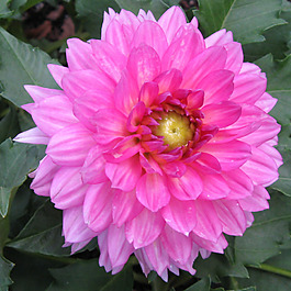 位圖 植物攝影 寫實(shí)花卉 花朵 數(shù)碼照片 免費(fèi)素材