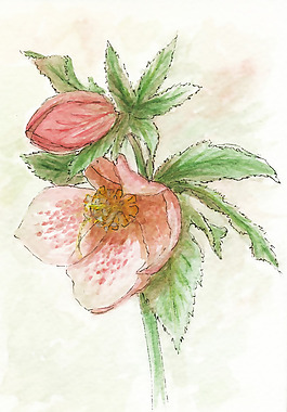 位圖 植物 寫意花卉 花朵 免費素材