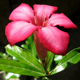 位圖 植物攝影 寫實花卉 花朵 數(shù)碼照片 免費(fèi)素材