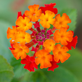 位圖 植物攝影 寫實(shí)花卉 花朵 數(shù)碼照片 免費(fèi)素材