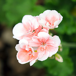 位圖 植物攝影 寫實花卉 花朵 蘭花 免費素材
