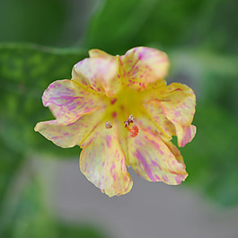 位圖 植物攝影 寫實花卉 花朵 數(shù)碼照片 免費素材