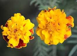 位圖 植物攝影 寫實花卉 花朵 數(shù)碼照片 免費素材