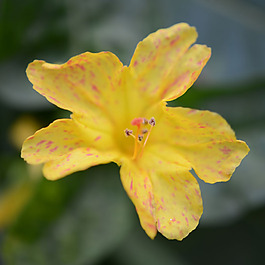 位圖 植物攝影 寫(xiě)實(shí)花卉 花朵 數(shù)碼照片 免費(fèi)素材