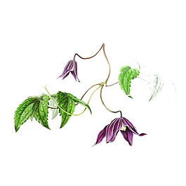 位圖 植物 寫(xiě)意花卉 花朵 免費(fèi)素材