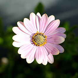 位圖 植物攝影 寫實(shí)花卉 花朵 菊花 免費(fèi)素材