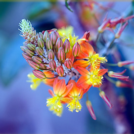位圖 植物攝影 寫實(shí)花卉 花朵 數(shù)碼照片 免費(fèi)素材