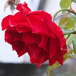 位圖 植物攝影 寫(xiě)實(shí)花卉 花朵 數(shù)碼照片 免費(fèi)素材