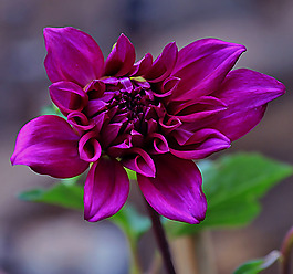 位圖 植物攝影 寫實(shí)花卉 花朵 數(shù)碼照片 免費(fèi)素材