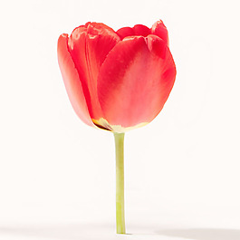 位圖 植物攝影 寫實(shí)花卉 花朵 郁金香 免費(fèi)素材